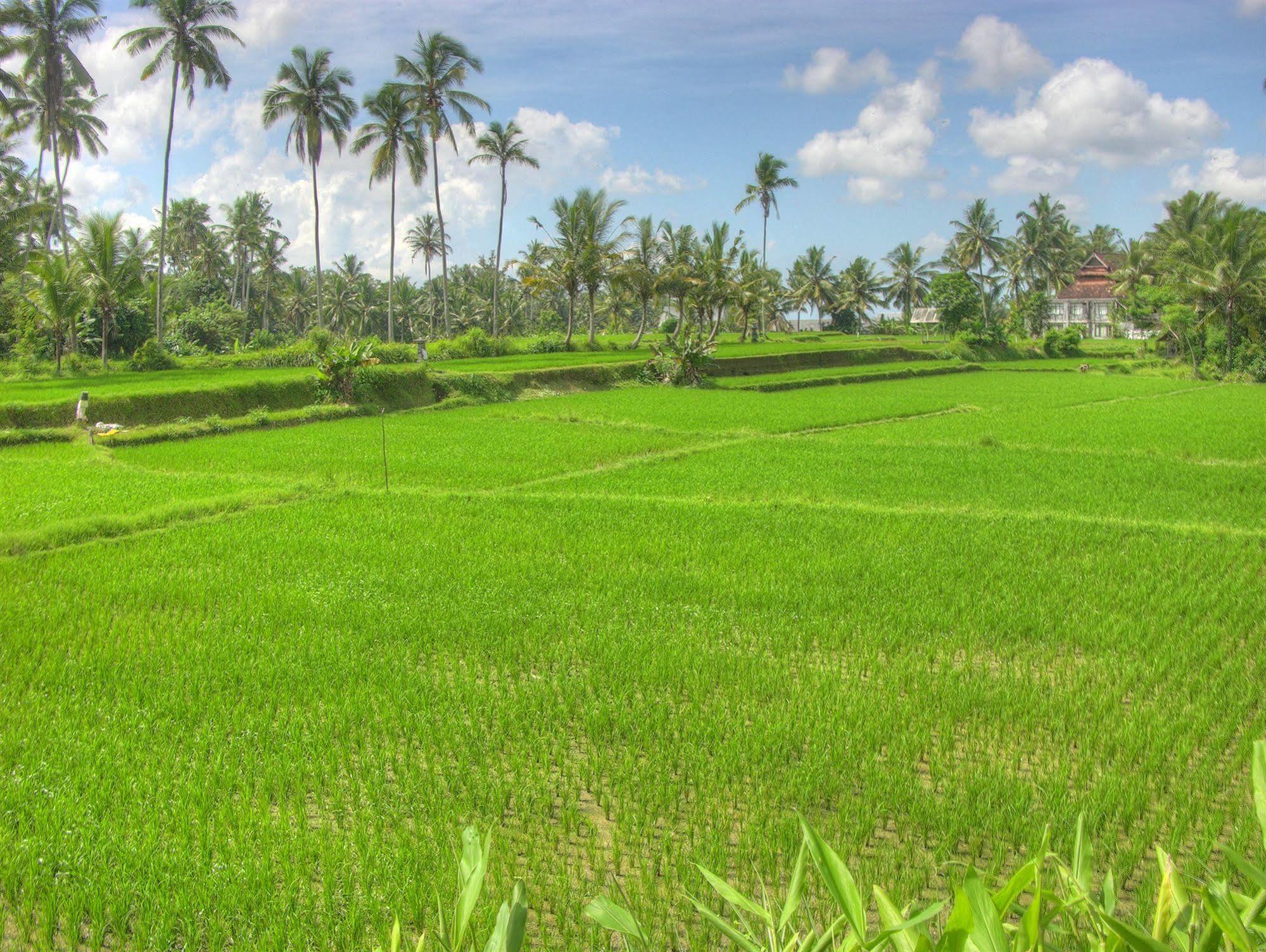 Villa Sabandari Ubud Dış mekan fotoğraf