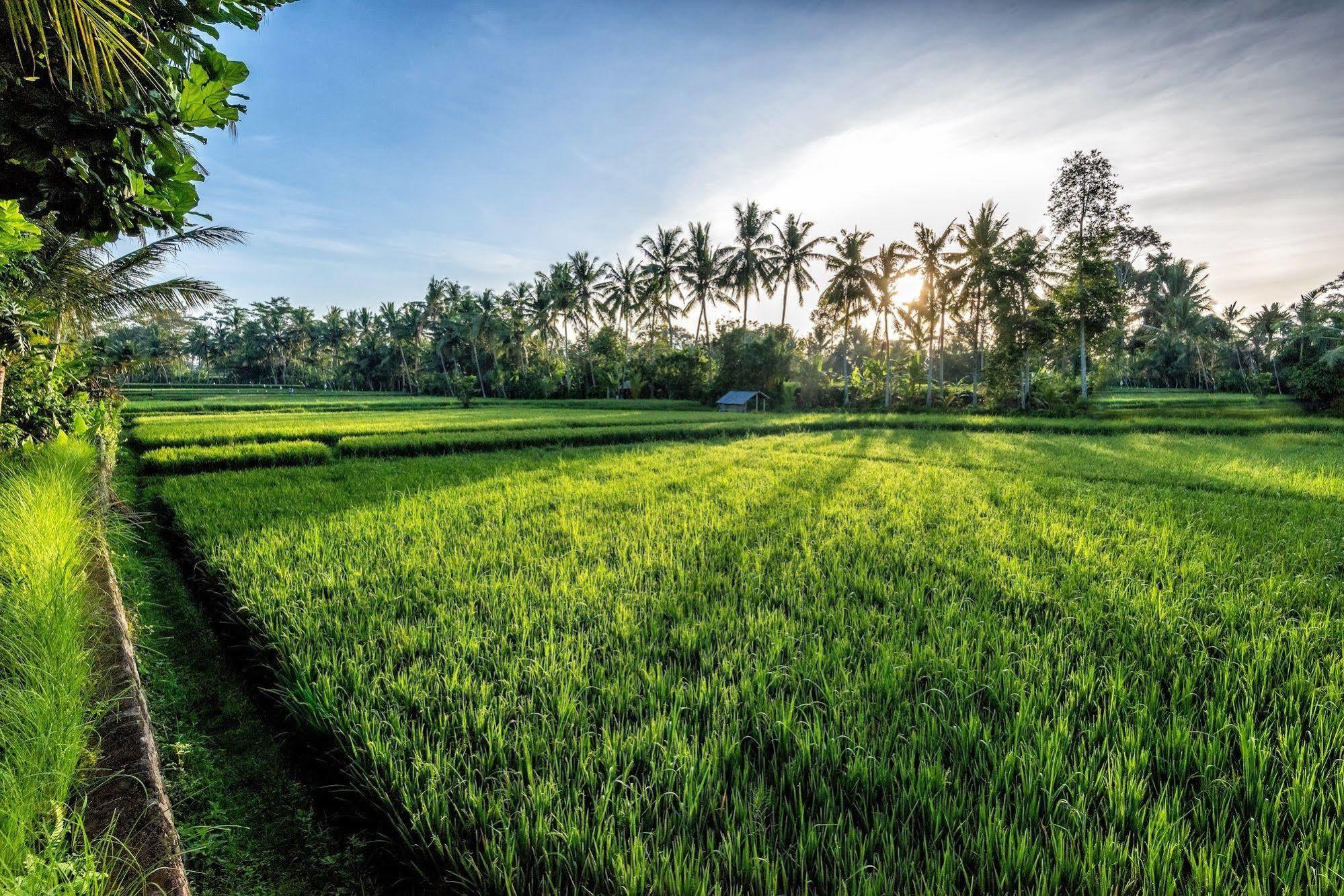 Villa Sabandari Ubud Dış mekan fotoğraf